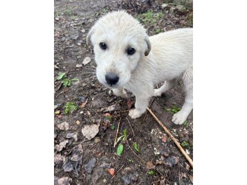 Dişi 8 aylık köpeğimiz