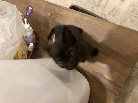 1 aylık oyuncu tuvalet eğitimli kedimiz
