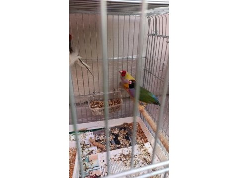 Goldian finch takım ve erkekler anaçlar