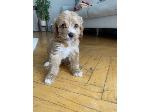 Maltipoo red 2 aylık