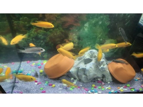 Sarı prenses evde sağlıklı besleme