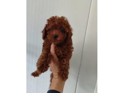 Süper poodle erkekler