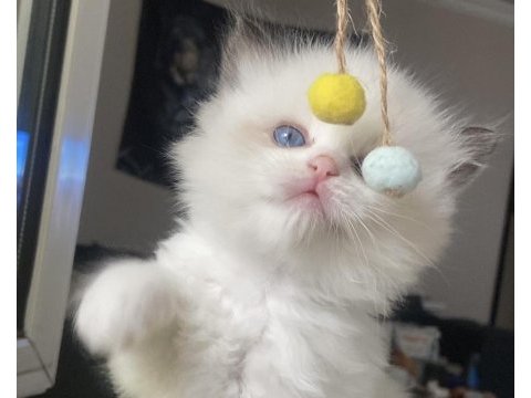 Safkan ragdoll yavrular
