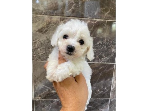 Minyatür orjinal maltipoo