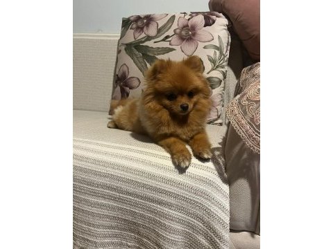 Pomeranian dişi orange renk