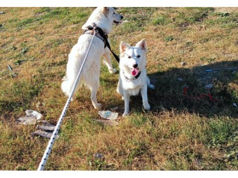 Şu çılgın samoyed yavrularımız