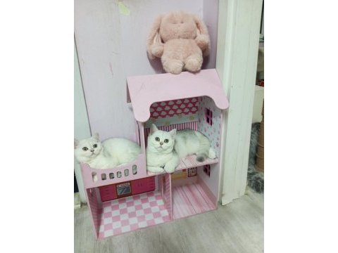 Silver chinchilla rengi safkan son kalan yavrumuz