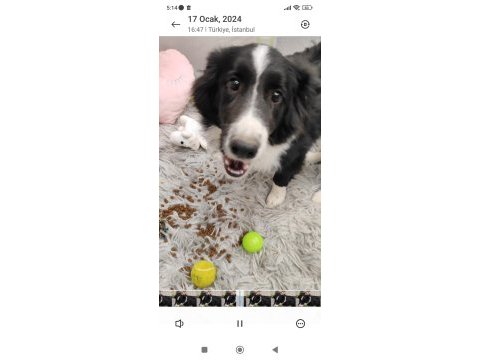 Fcı kıf şecereli mikro çipli 6 aylık aşılı border collie