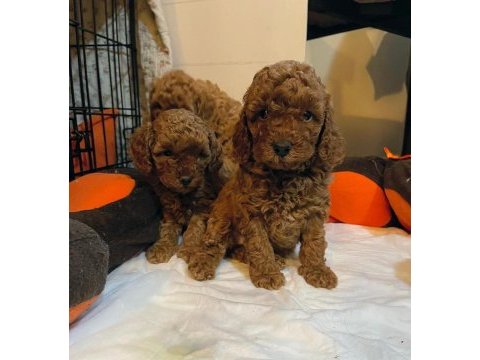 Toy poodle yavrular