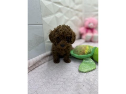 2.5 aylık toy poodle bebekler
