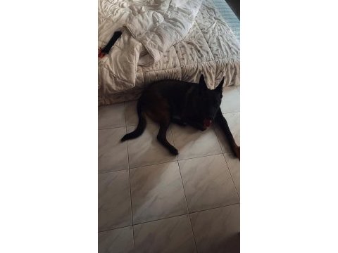 6 aylık erkek belçika kurdu