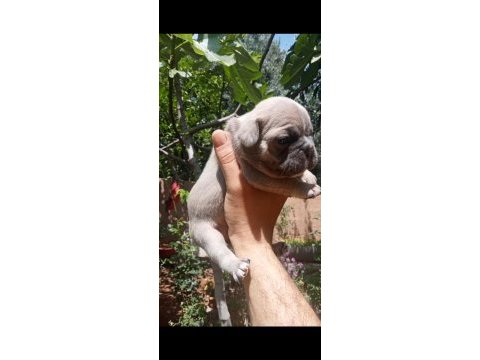 French bulldog kalite bizden sorulur