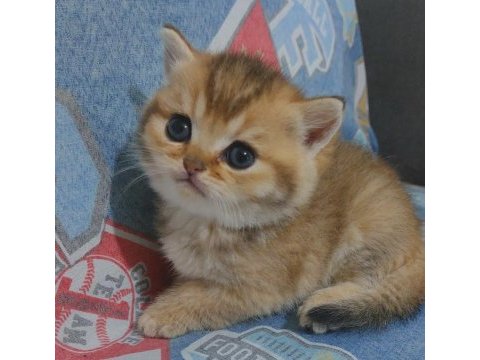 Safkan golden british shorthair