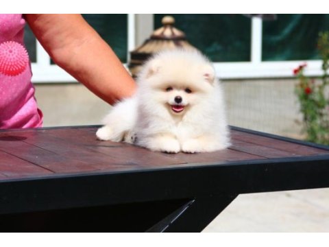 Petmode köpek çiftliğinde ziyarete açık li pomeranian