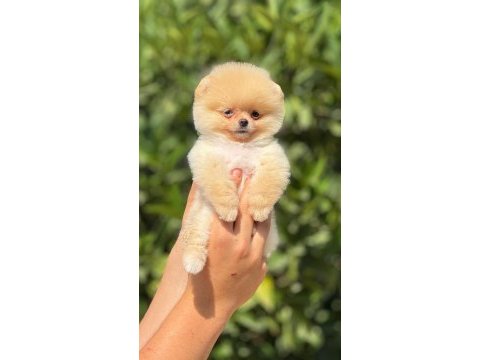 Pomeranian pati ver sizler icin burada
