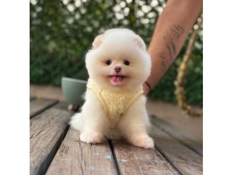 Premium güzellik pomeranian boo köpeği
