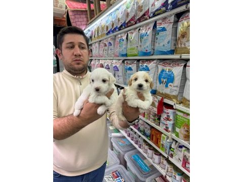 Orjinal maltipoo bebekler aşılı belgeli