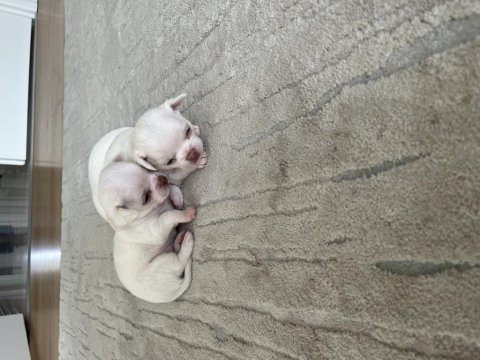 Yavru chihuahua köpekler