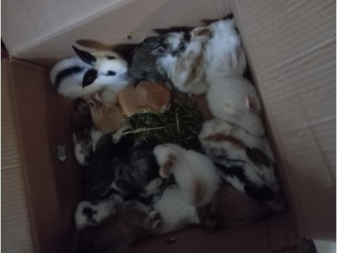 Bebek tavşanlar