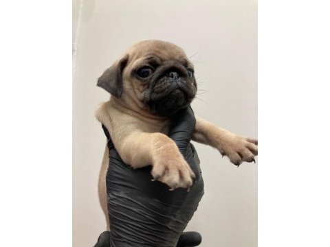 A kalite safkan pug
