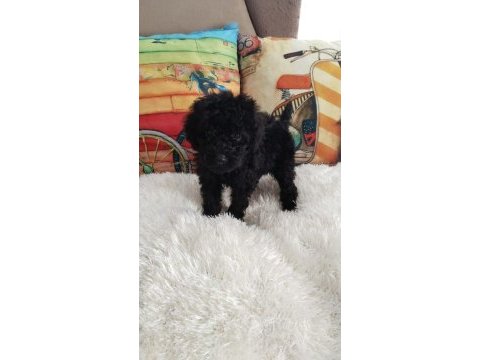 Black poodle