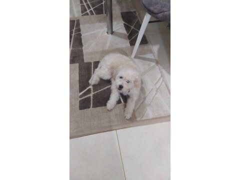 Maltese terrier 6 aylık