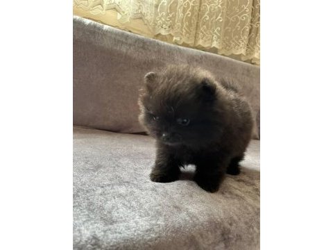 4 aylık erkek pomeranian yavrularımız