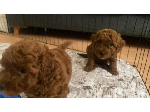 2 aylık kore kan dark brown son 2 erkek poodle