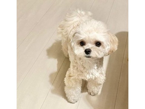 Çok uygun red brown white toy poodle yavrular