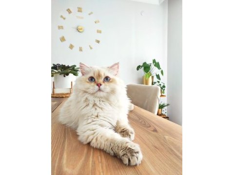 Full secereli by 11 33 erkek british longhair