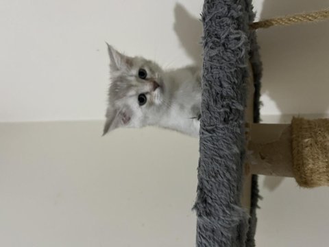 5 adet yavru scottish fold