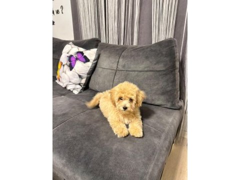 Ailemizde büyüyen maltipoo bebeklerim