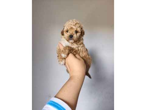Maltipoo yavrularımız
