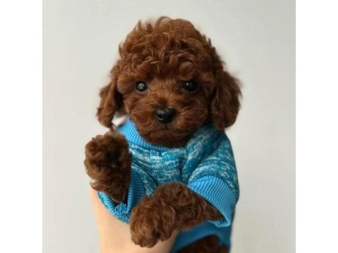 Toy poodle yavruları