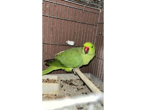 Pakistan papağanı kuşumuz
