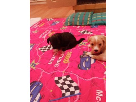 2 aylık erkek terrier