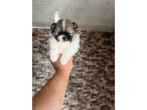 Tea cup muhteşem yapıda pomeranian boo