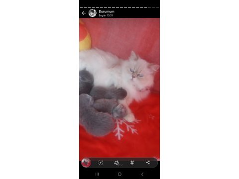 Russian blue ve british longhair kırma yavrular