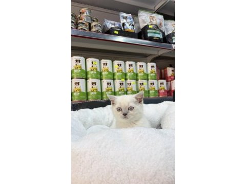British shorthair blue point