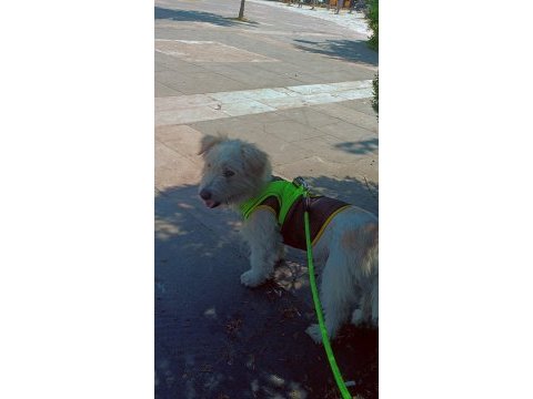 Terrier 2 yaşında maltese
