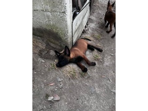 Belçika kurdu köpeği