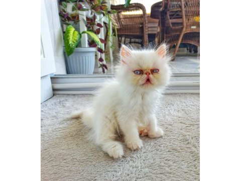 İran exotic longhair 2 buçuk aylık dişi