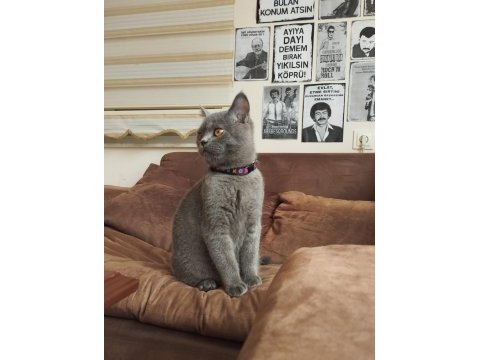 British shorthair tüm eşyaları yanında verilecektir