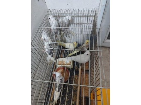 Yeni yeme düşmüş sultanlar