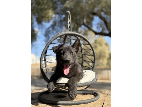 Muhteşem alman çoban köpeği yavrularımız