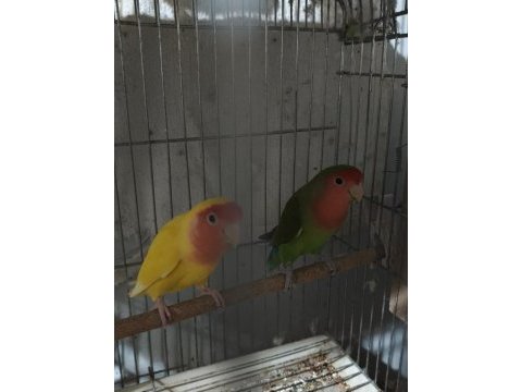 Hazır takım sevda papağanı