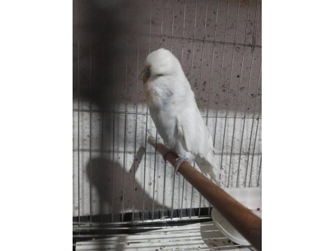 Jumbo muhabbet kuşu