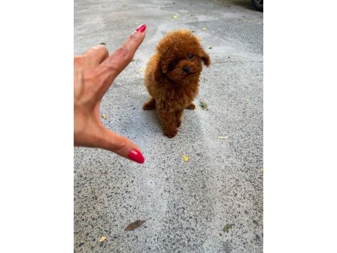 Orjinal güler yüzlü toy poodle yavrum