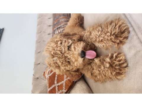Evde bakılan çok akıllı poodle yavru