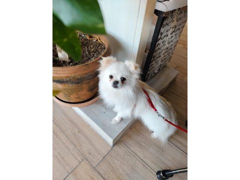 Pomeranian kızımıza yuva arıyoruz